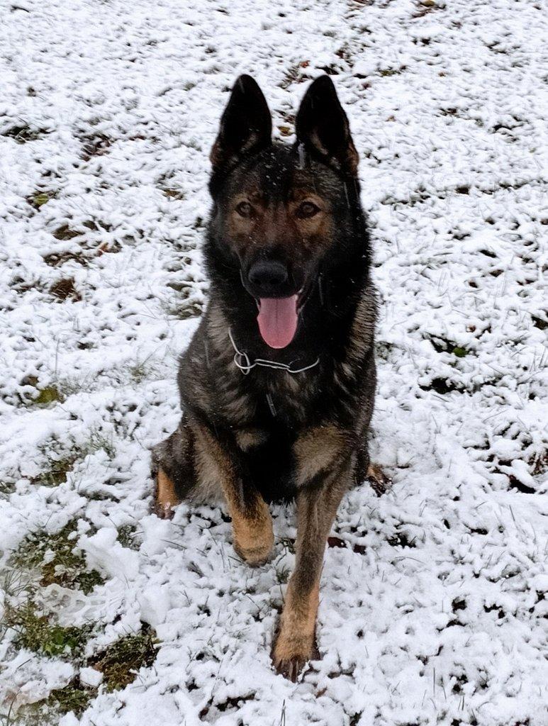 Německý ovčak štěnata z pp