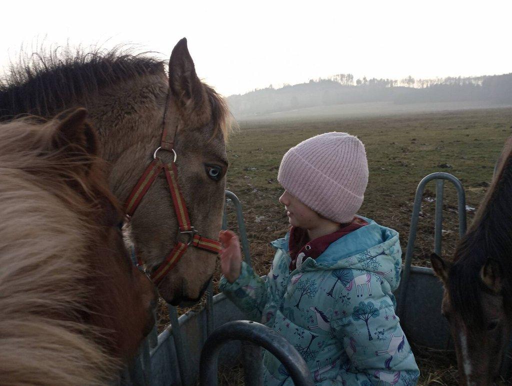 Lusitano