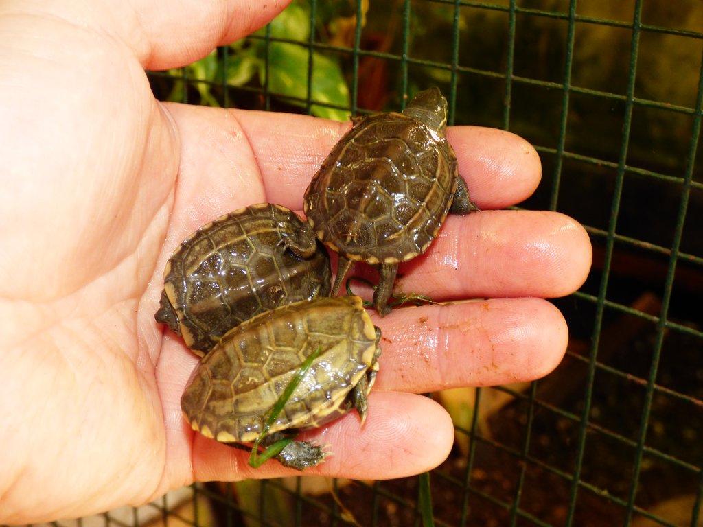 Želva trojkýlná (Mauremys reevesii) vlastní odchov