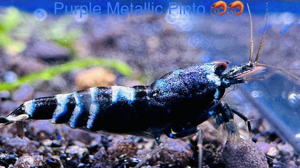 TOP PREMIUM AKVA KREVETKY Caridina a Neocaridina - Odchovy