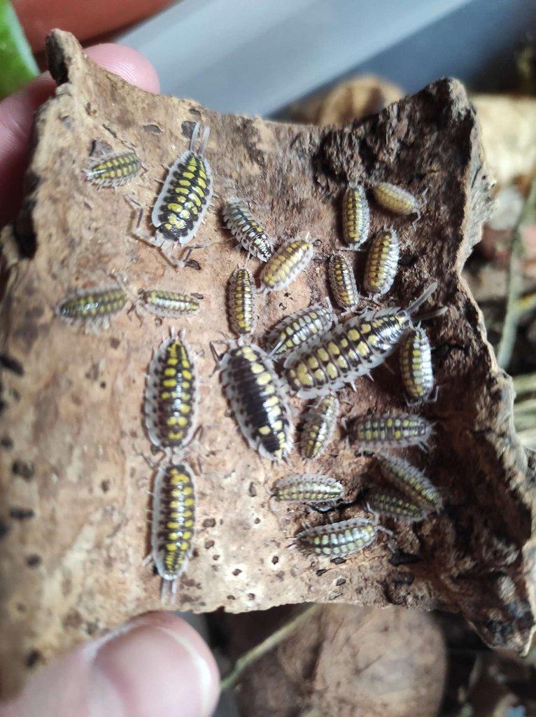 Porcellio haasi yellow