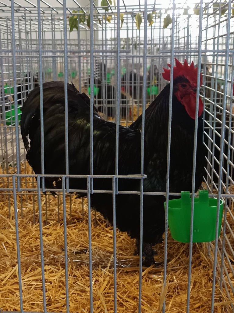 Násadová vejce Australky velké černé a modré s lemy