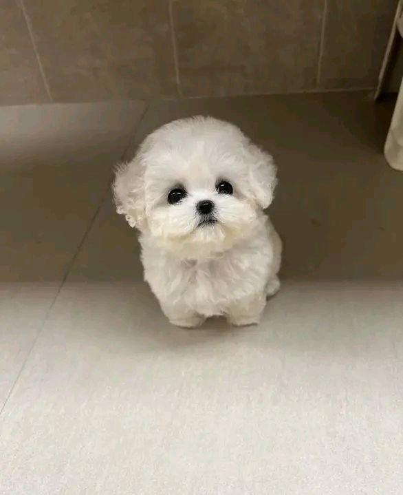 Rozkošná štěňata bišonka frise na prodej