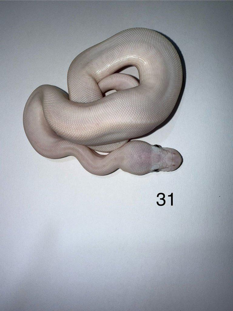 Krajta královská/ Python regius