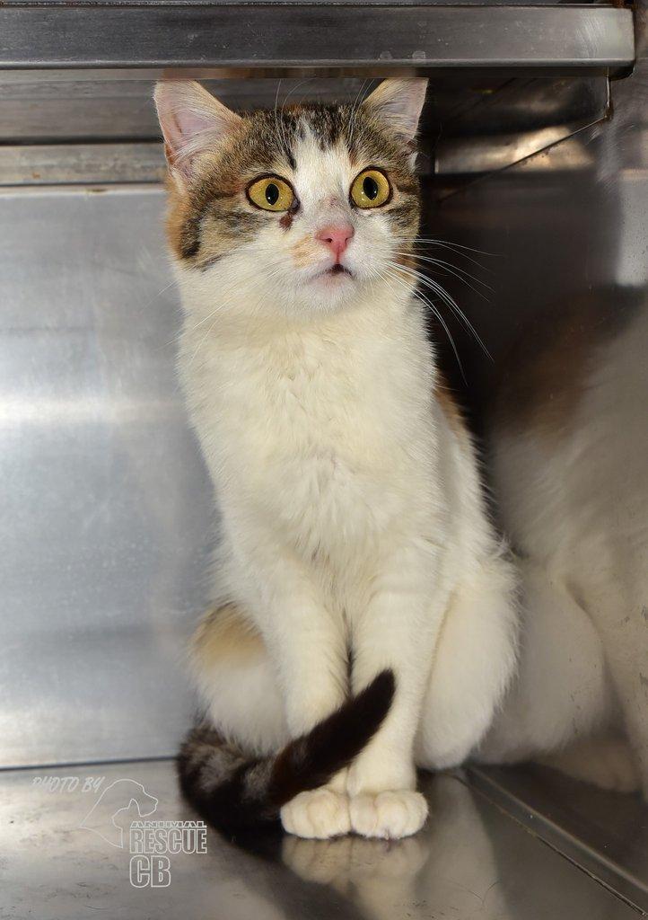 Našla se kočka v Homolích