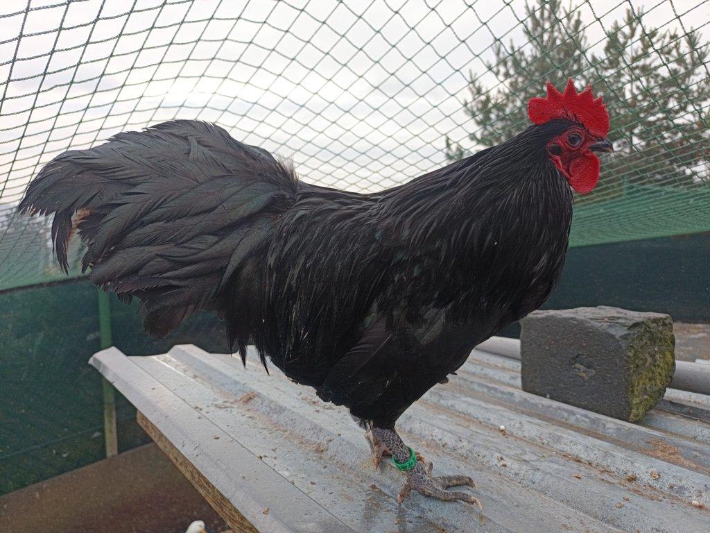 Kohouti velké a zdrobnělé australky černé a modré s lemy