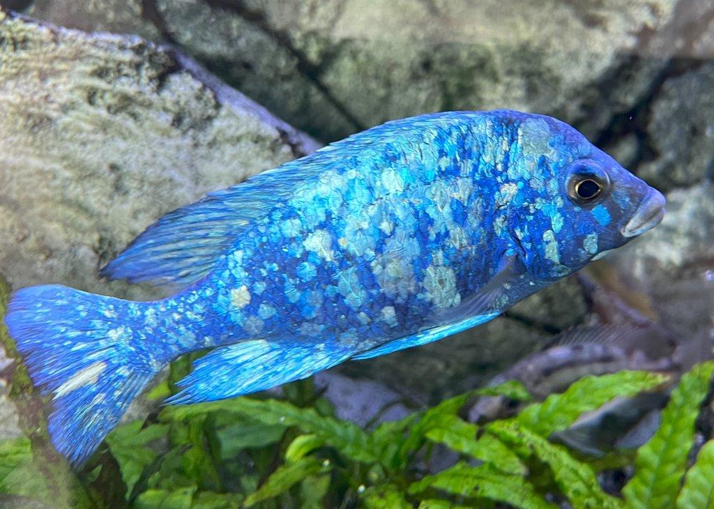 Malawi tlamovci Placidochromis phenochillus Tanzania Lupingu