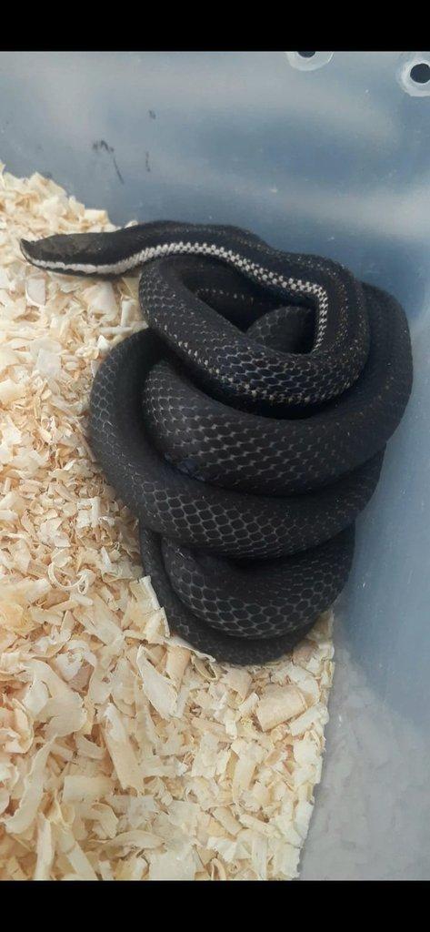 Koupím Philodryas baroni jiné než zelené