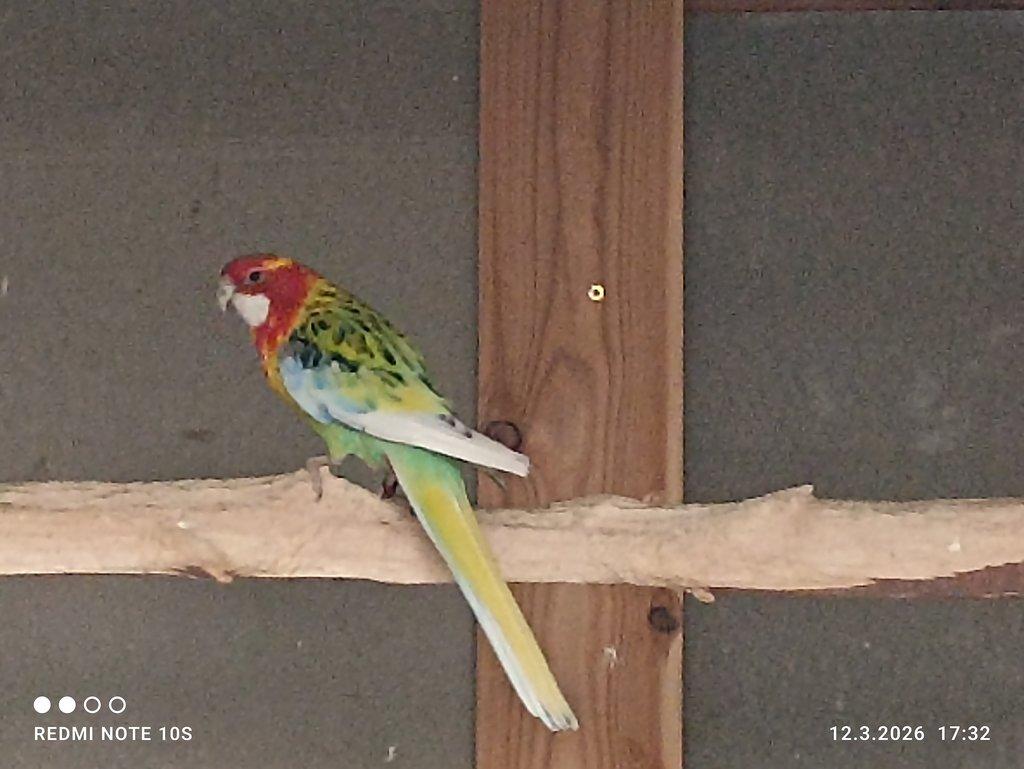 1.0 rosela pestrá.straka štěp na černé