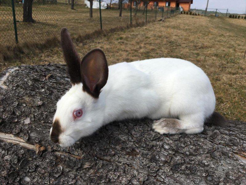 Prodám samce a samice F1 generace Hyplus