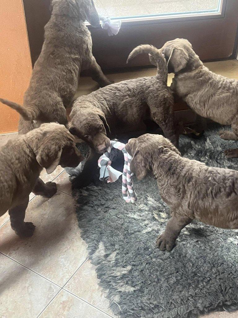 Hnědý retriever (jako hnědý labrador-chesapeake) s PP