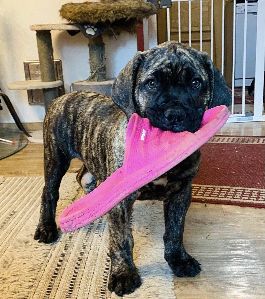 Boerboel štěně prodej FCI rodokmen