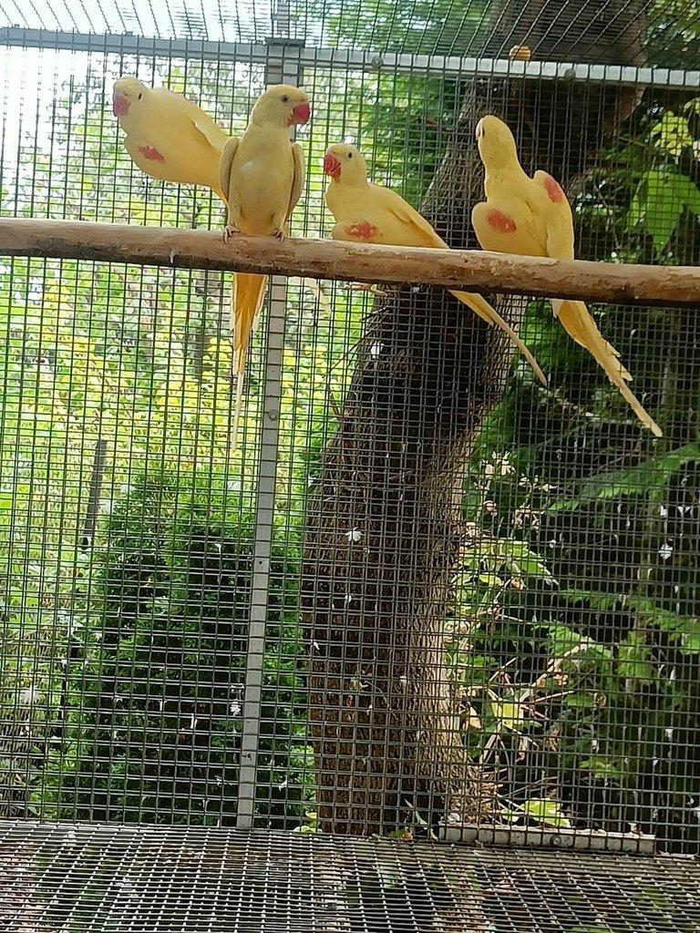 Alexandr velký Lutino