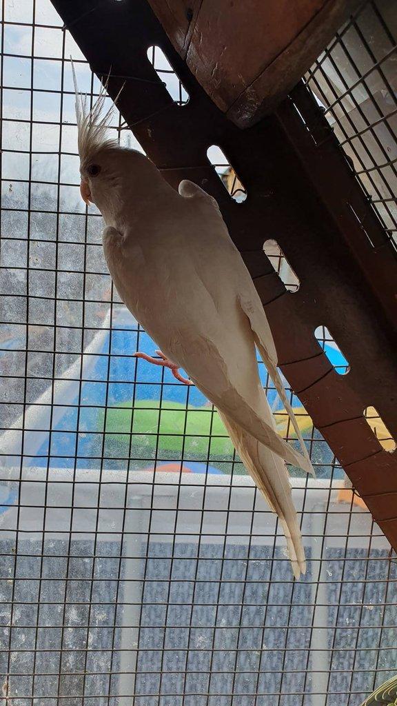 Korela Lutino a Albino