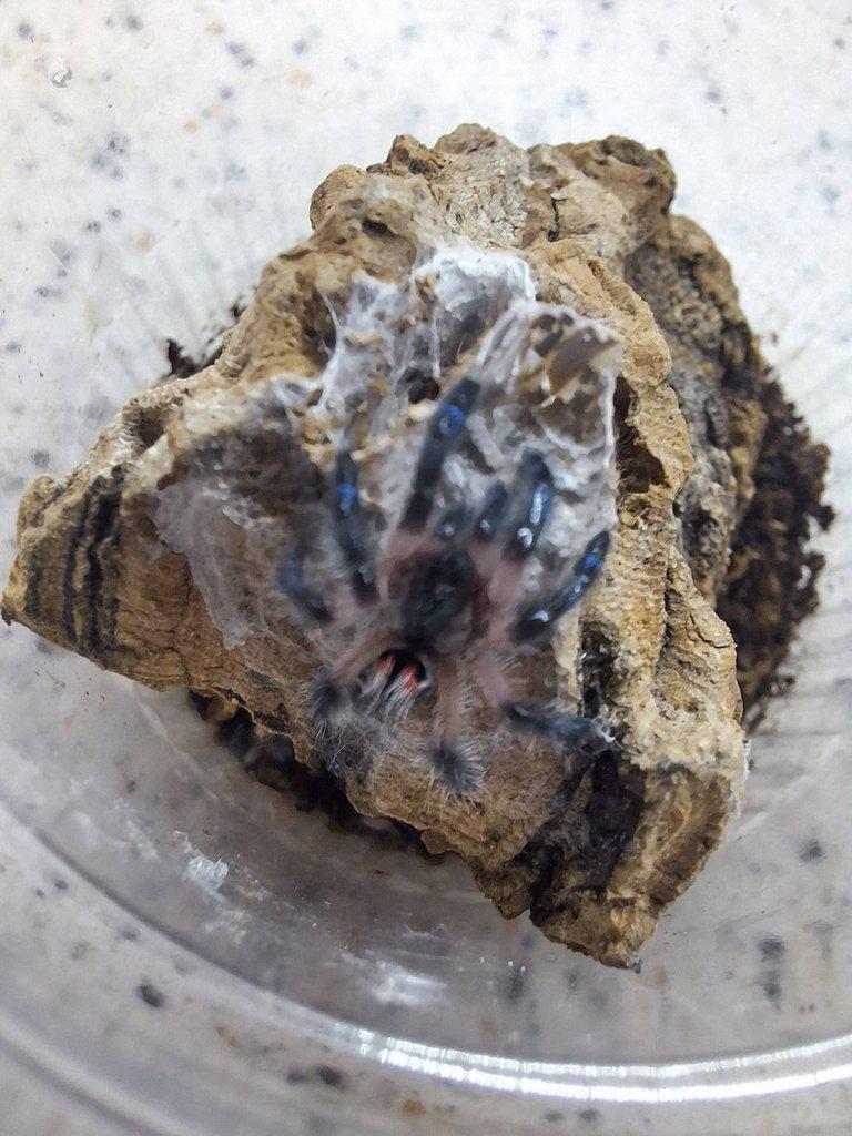 Avicularia