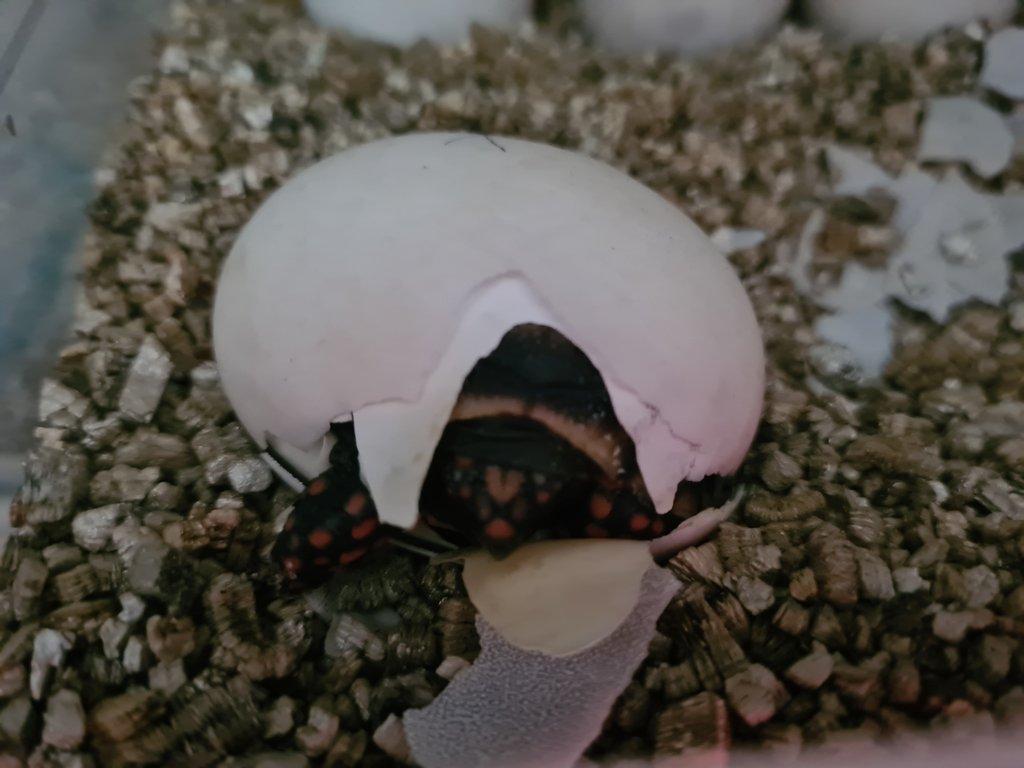 Želva uhlířská - Chelonoidis carbonaria