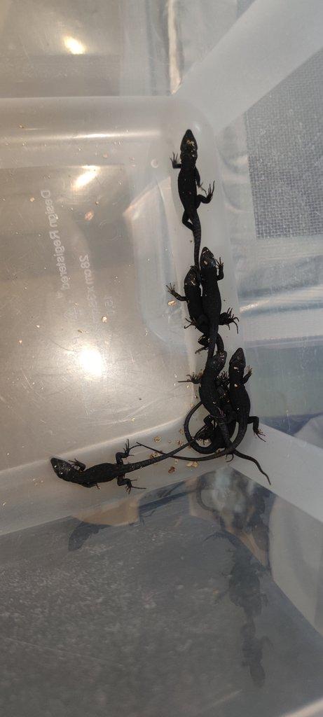 Timon lepidus melanistic