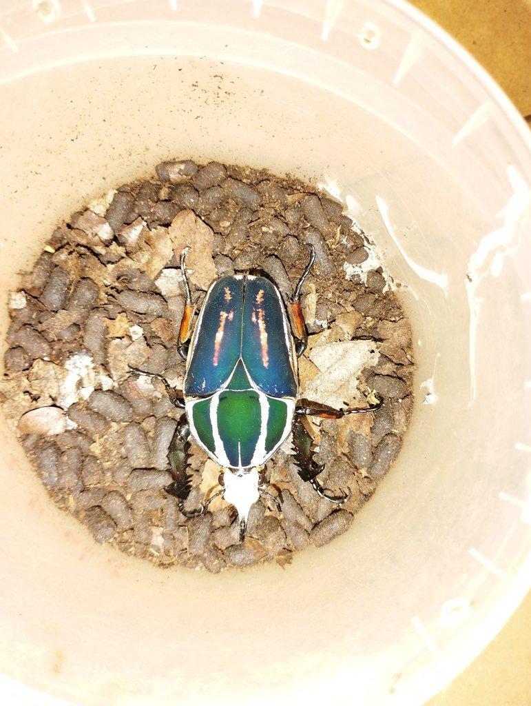 Mecynorhina torquata ugandensis - pár
