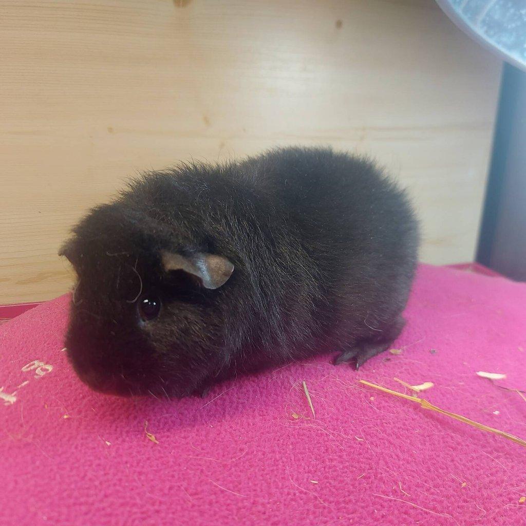 Morčátka plemene US Teddy a Hladké