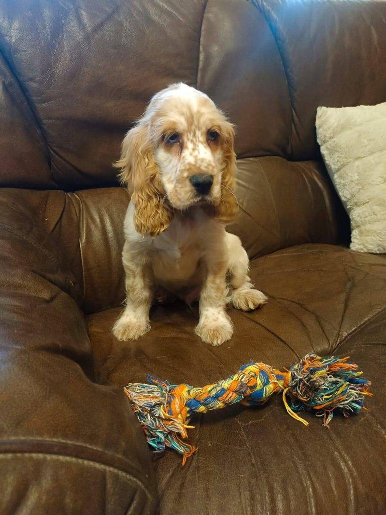 Anglický kokršpaněl barevný pejsek