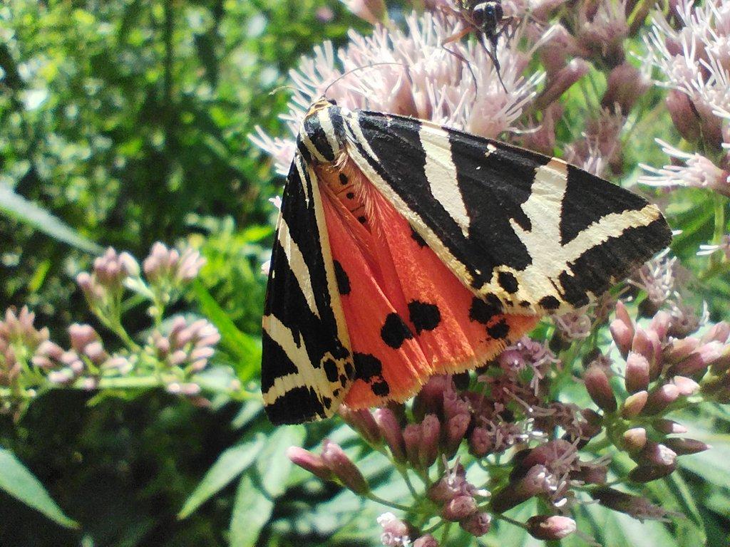 Euplagia quadripunctaria