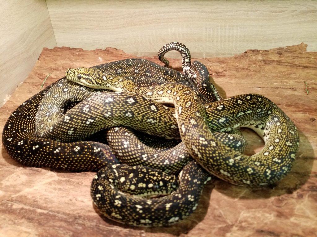 Morelia spilota spilota 1,1