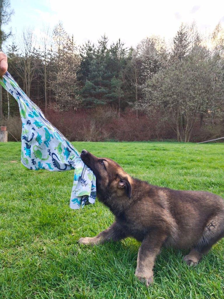 Německý ovčák- štěňata s PP