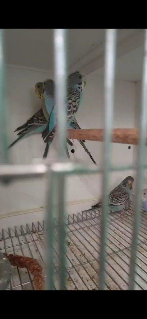 Andulky  blackface blackwing