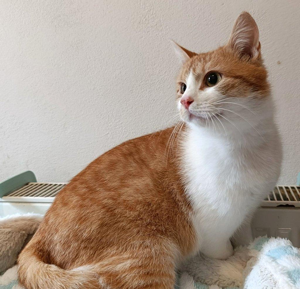 Kocourek Pickwick hledá nový domov