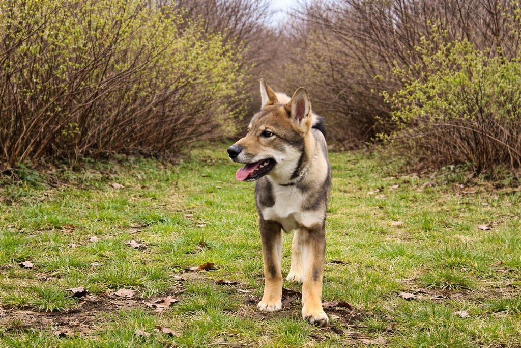 Shikoku štěňátko hledá milující domov
