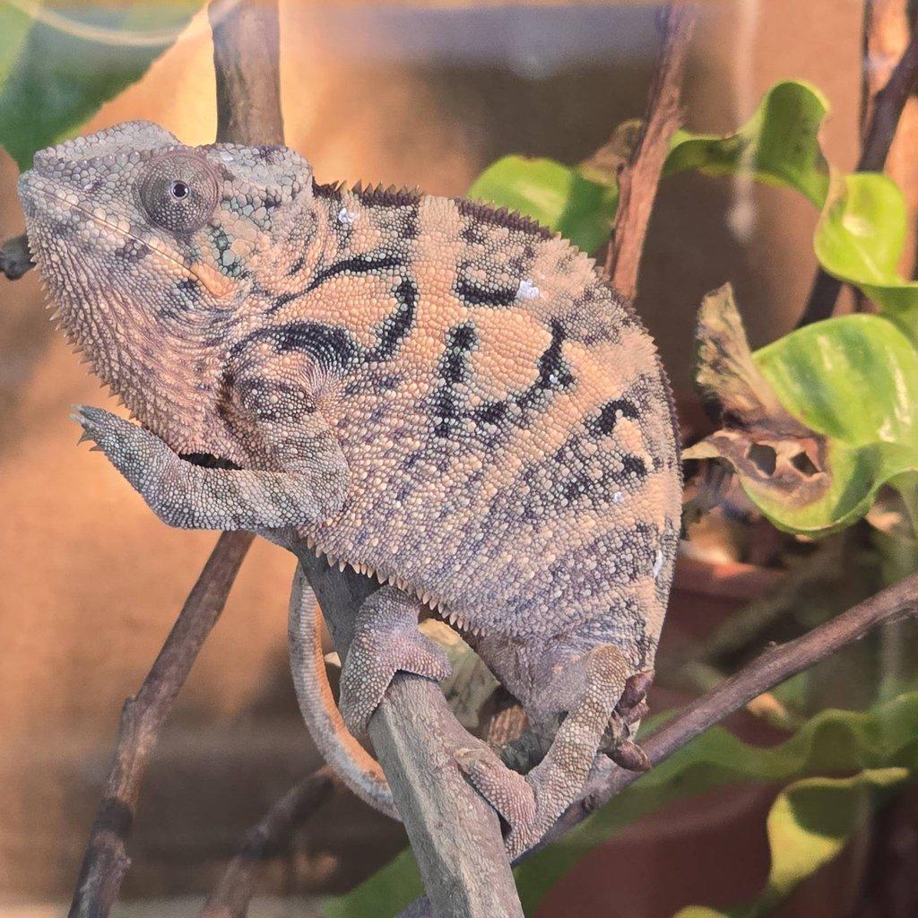 Furcifer pardalis nosy be
