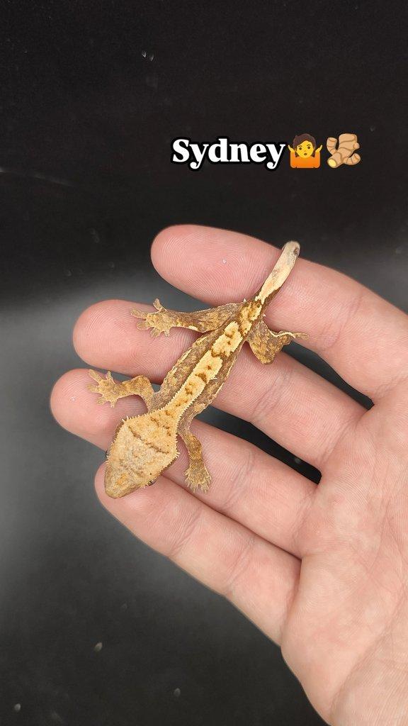 Pagekon řasnatý vlastní odchov