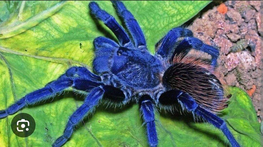 Pterinopelma saziami- modrý sklipkan vhodný i pro začátečníky