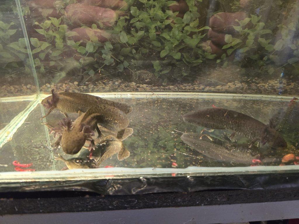 Axolotl mexický