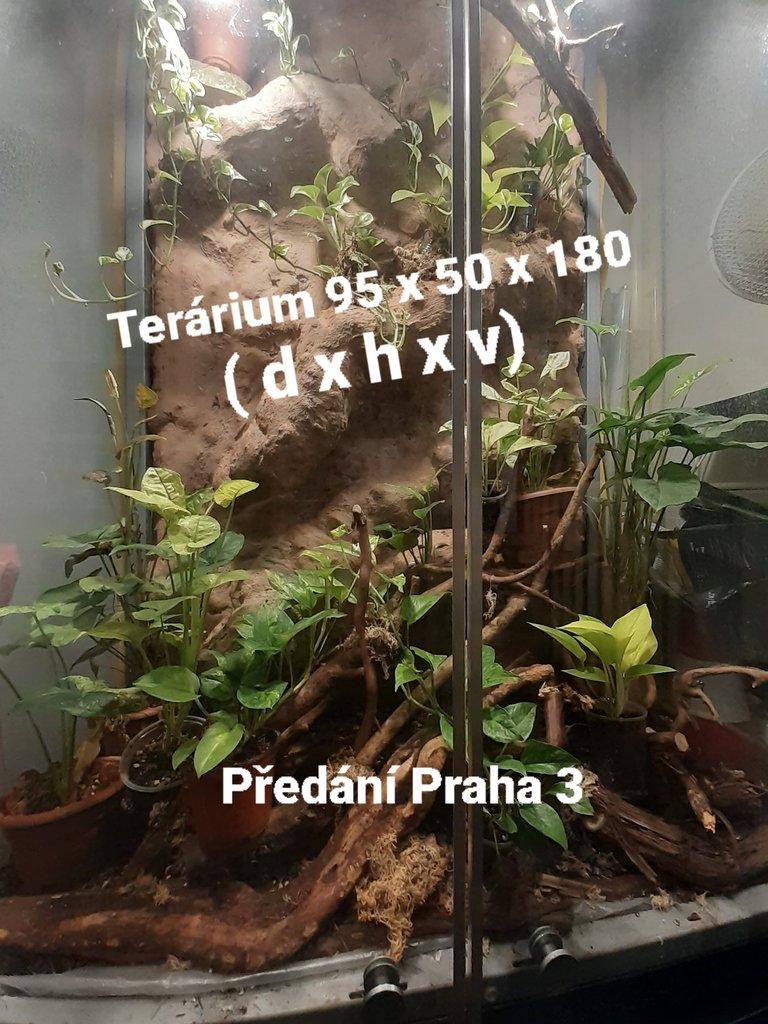Velké tera🦎