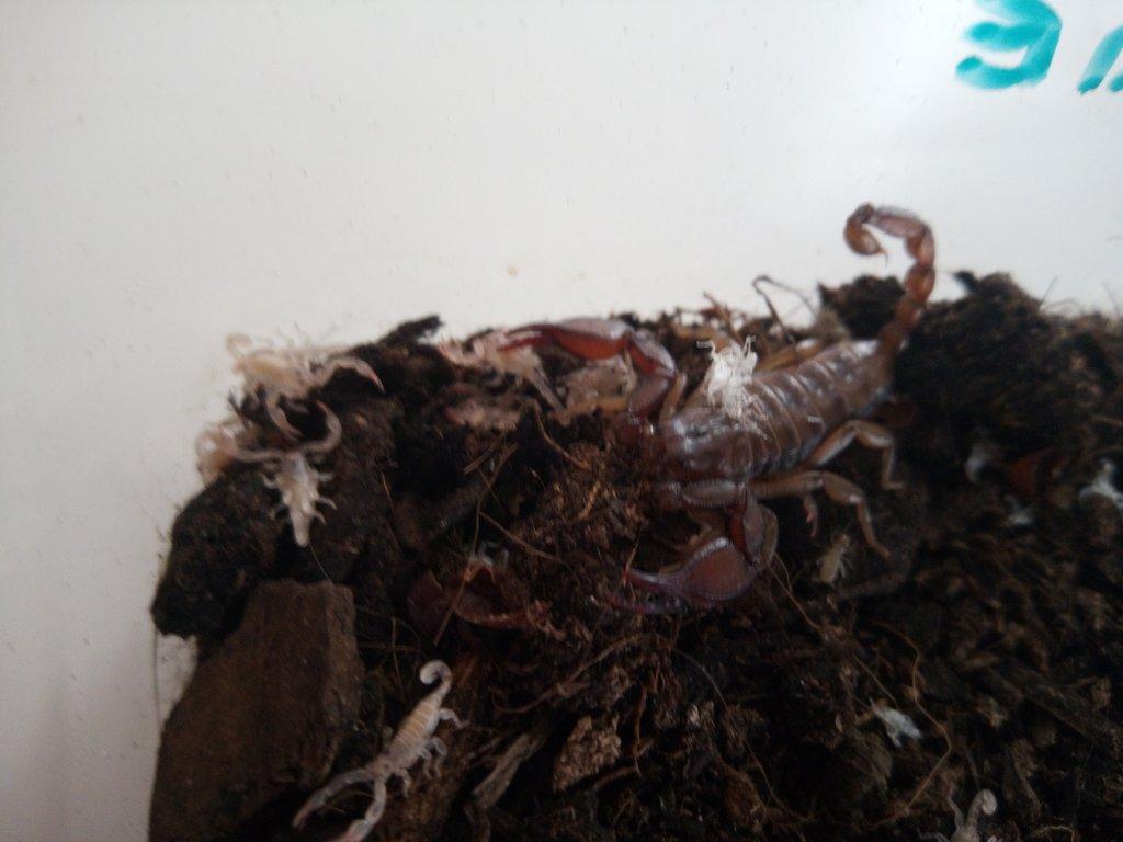 Euscorpius tergestinus