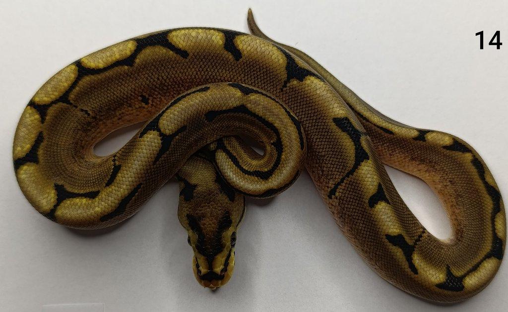 Krajta královská/ Python regius