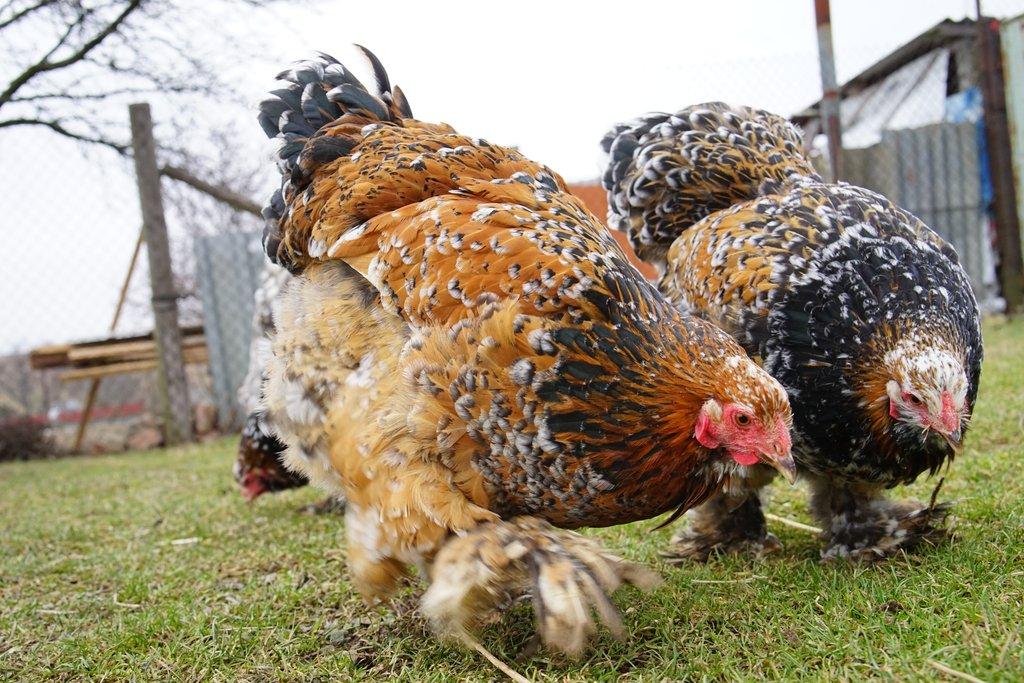 Žerzejský obr, Rodajlendka, Brahmánka porcelánová, Mechelenka🥚 (násadová vejce)