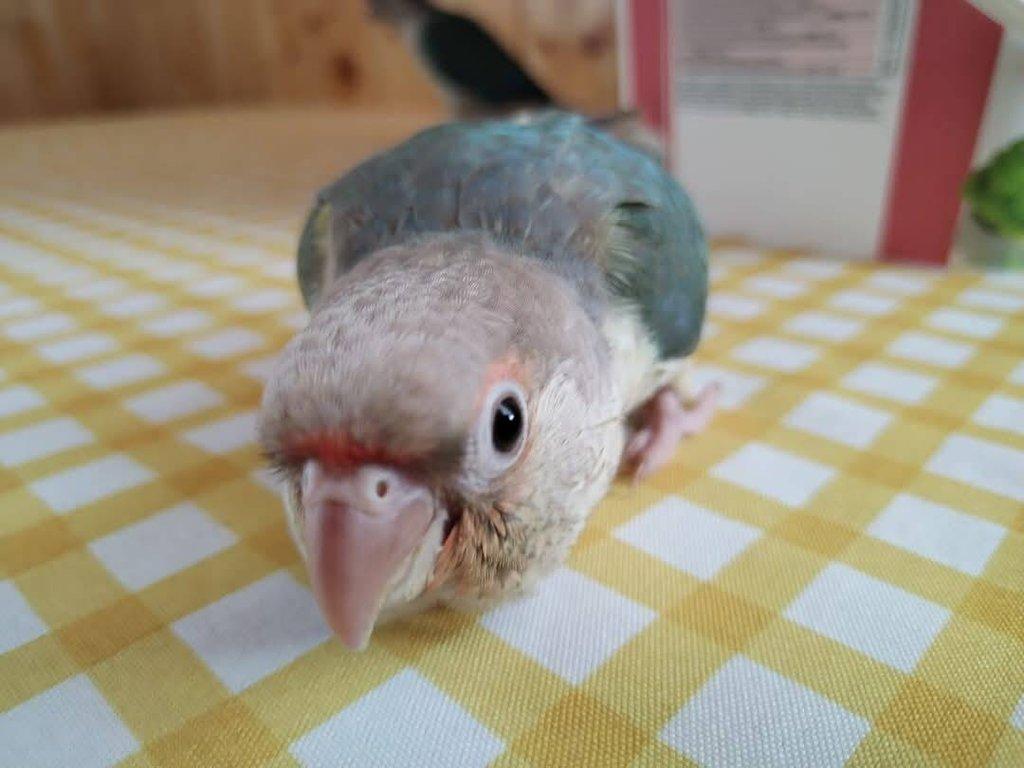 Pyrura zelenolící.