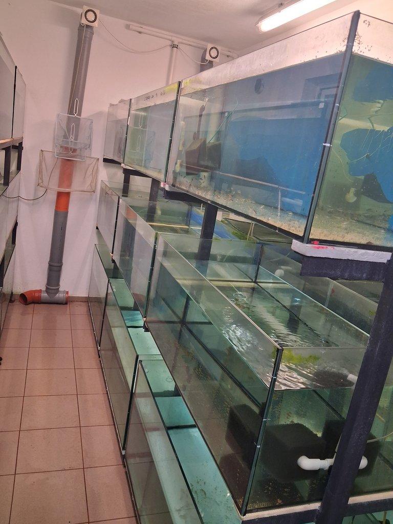 Akvarijní pěstírna