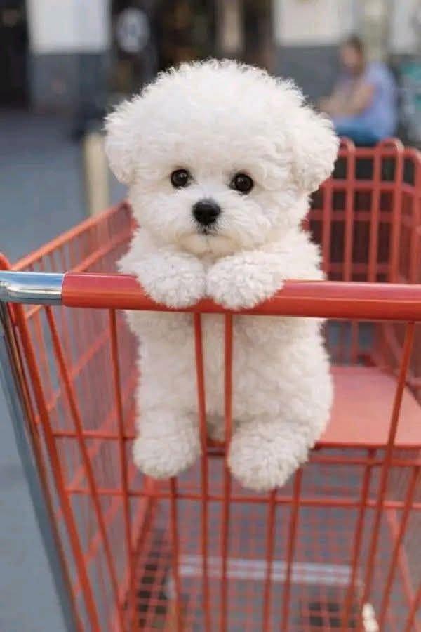 Prodáme štěňata bišonka frise s PP.