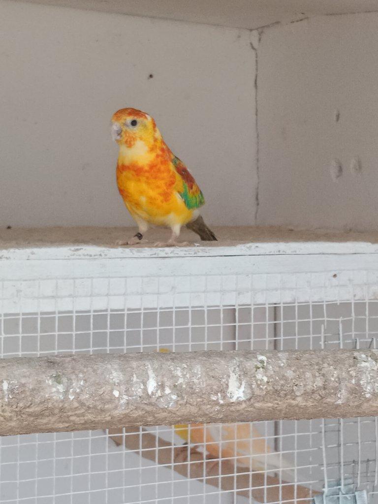 Prodám  papoušek zpěvavý