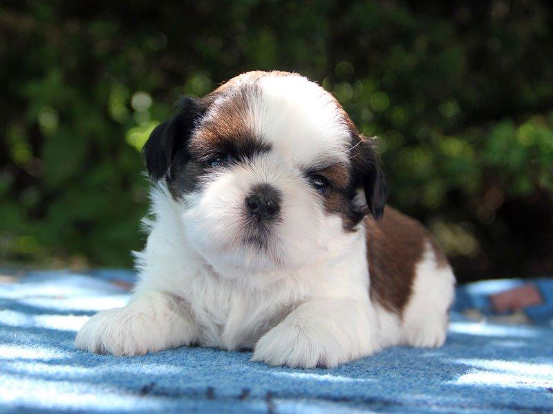 Shih-tzu, ši-tzu, ši-cu - štěňátka s  PP FCI