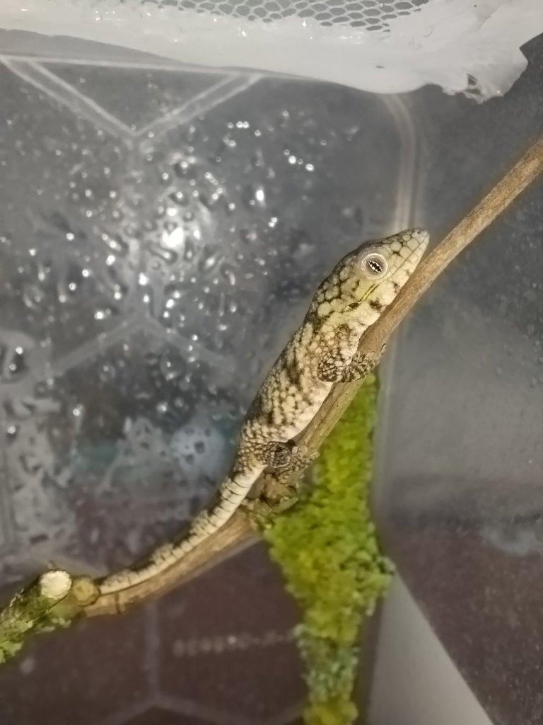 Eurydactylodes agricolae