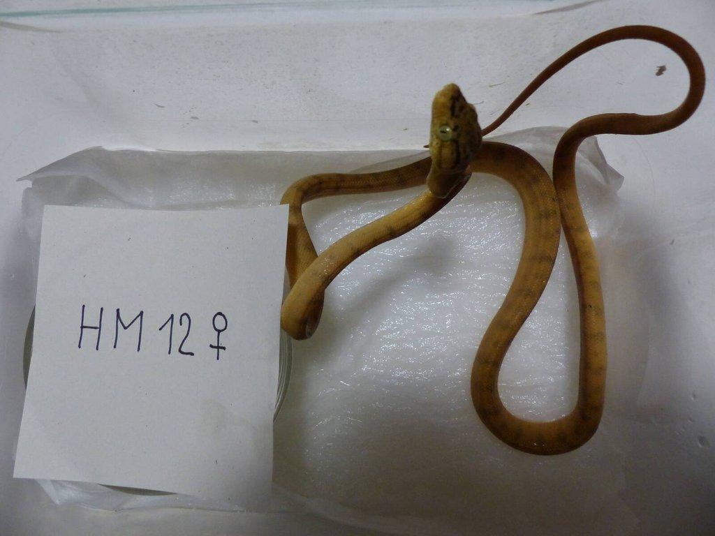 Psohlavec orinocký (Corallus hortulanus)
