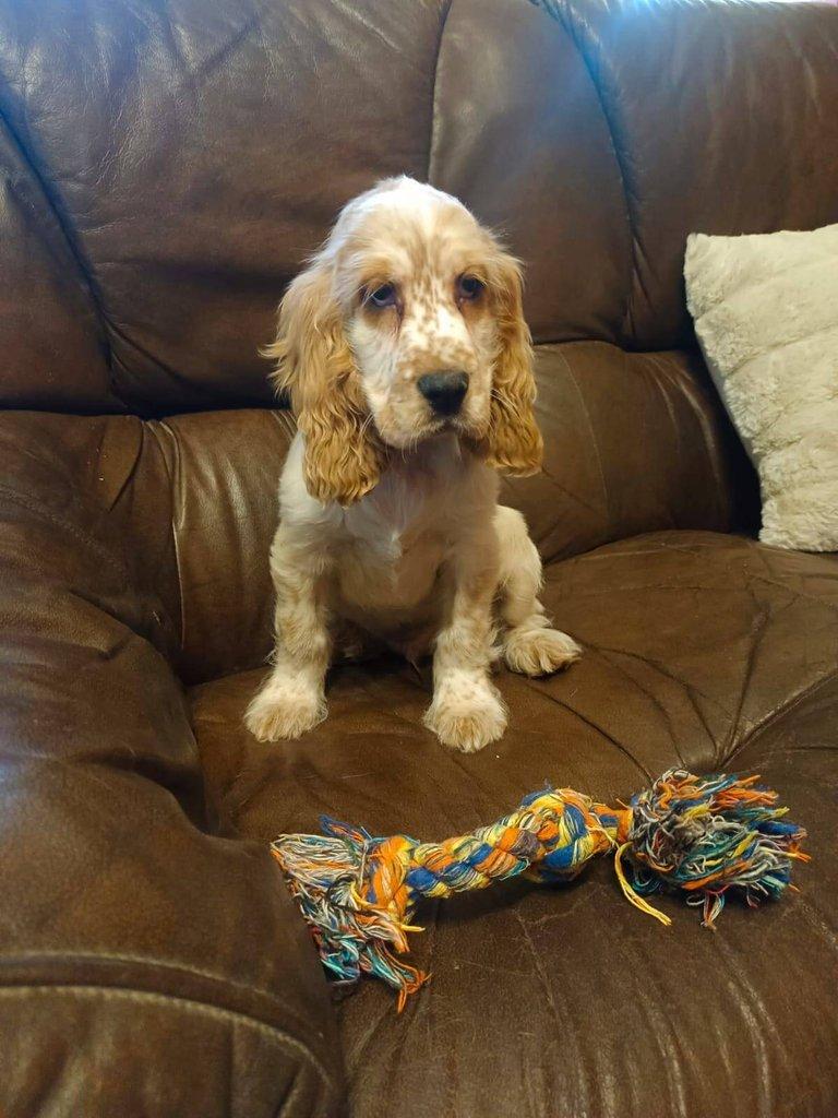 Anglický kokršpaněl barevný pejsek