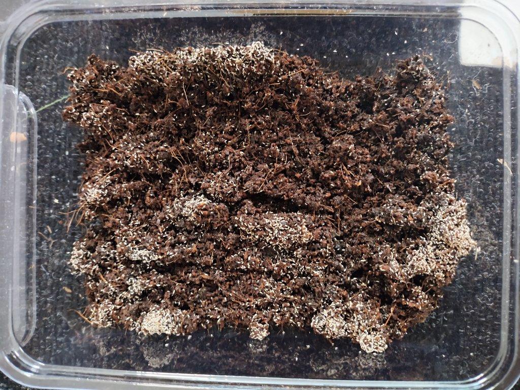 Chvostoskoci - výměna