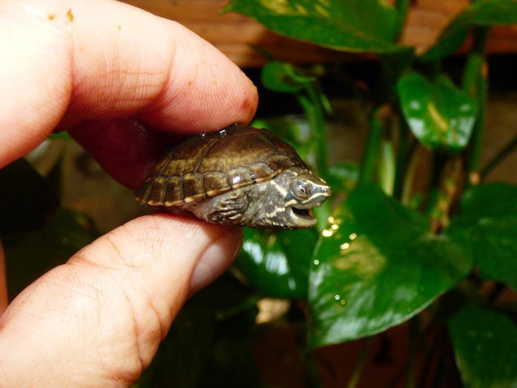 Klapavka obecná (Sternotherus odoratus)