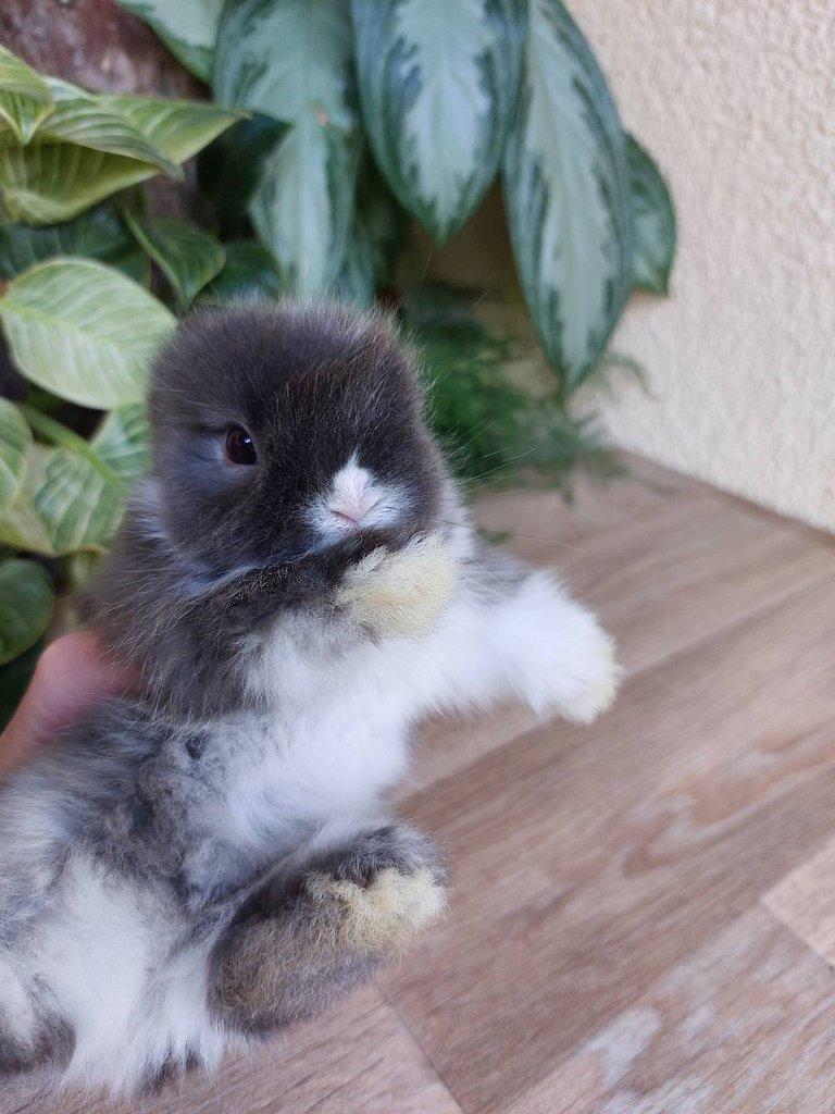 Zakrslý králík TEDDY - bílopesíkatý a činčilový