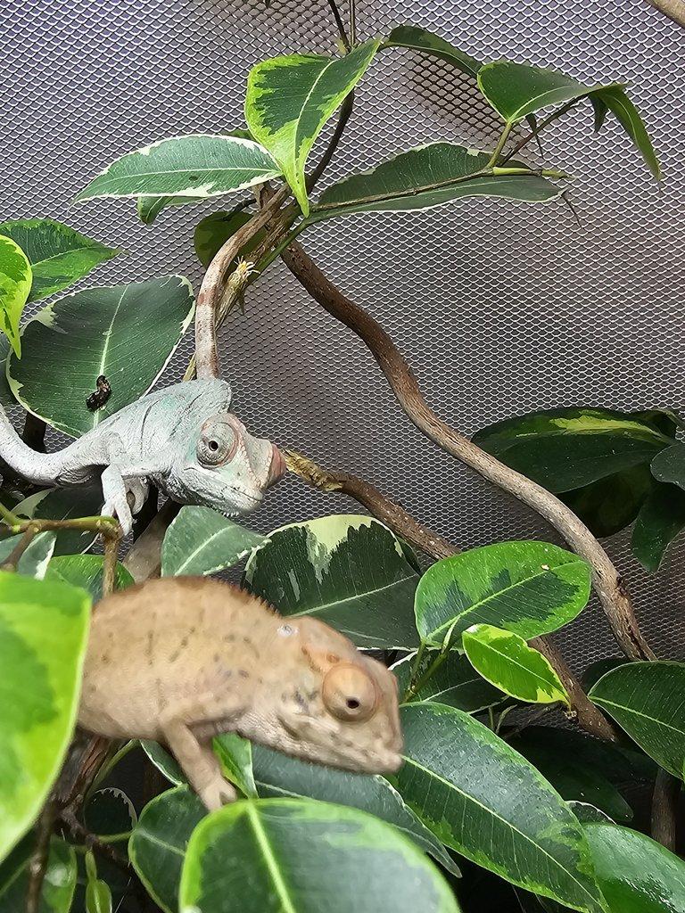 Chameleon pardálí